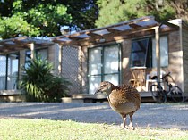 Russell - Orongo Bay Holiday Park - Featured Image